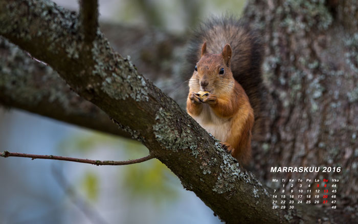 Kalenterikuva Orava marraskuu 2016